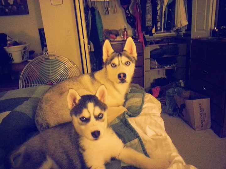 your fur babies baby pics- share'em if you got'em