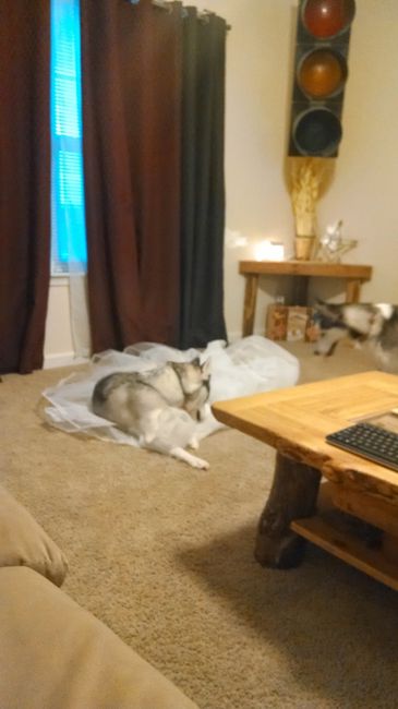 It's National Dog Day!