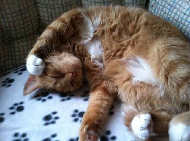 All the cat lovers!!