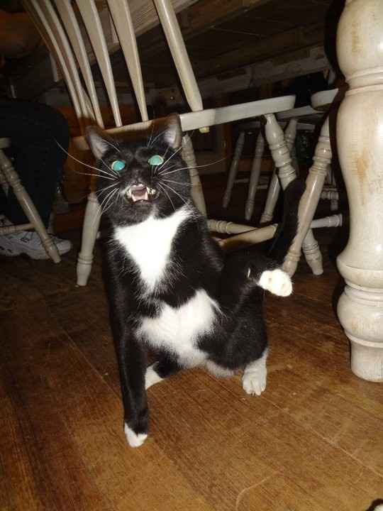 NWR: Fur baby thread!