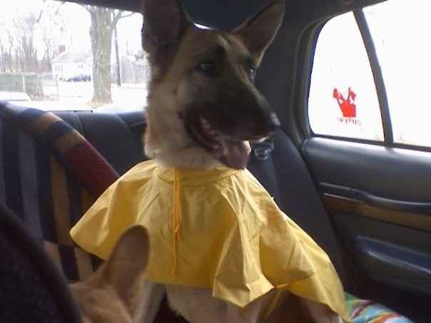 NWR: Fur baby thread!