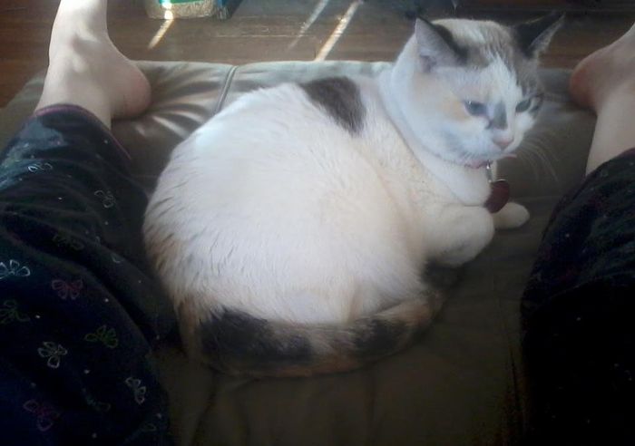 NWR: Fur baby thread!
