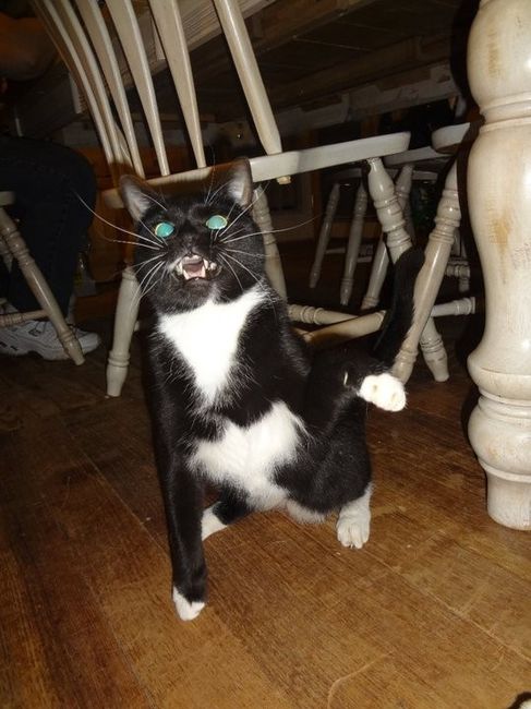 NWR: Fur baby thread!