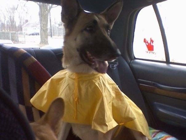 NWR: Fur baby thread!