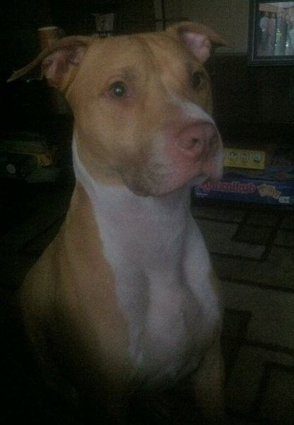 NWR: Fur baby thread!