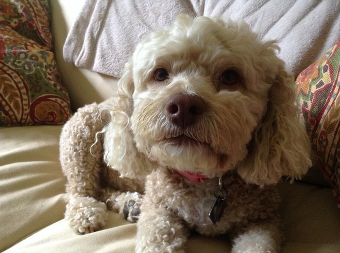 Dog or no dog?