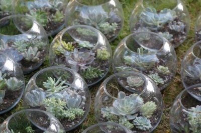 Terrarium as centerpieces