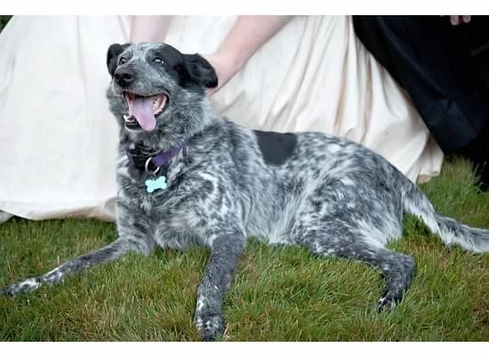 Keeping my mind of my wedding...Show me your dog:)!!**Pics