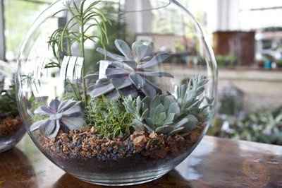 Terrarium as centerpieces