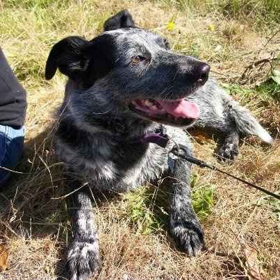 Keeping my mind of my wedding...Show me your dog:)!!**Pics