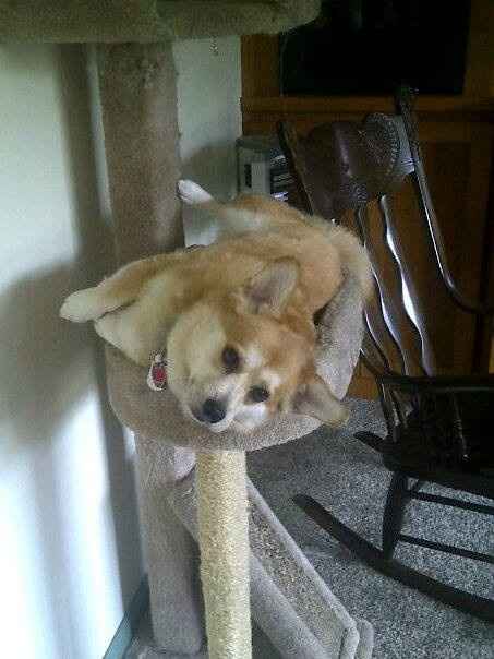 Need cheering up. Show me your puppies!