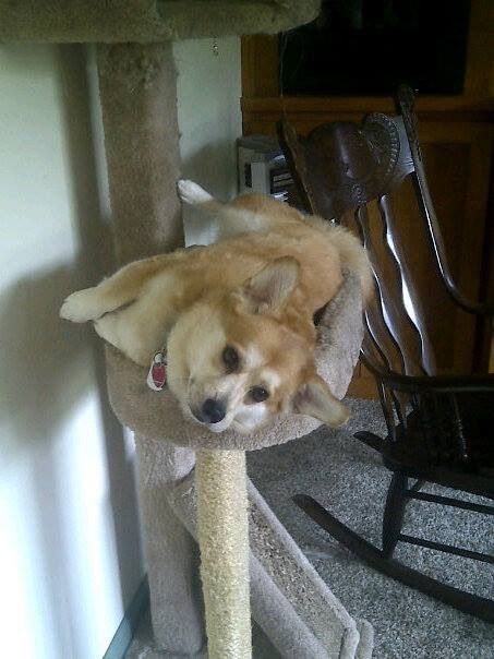 Need cheering up. Show me your puppies!