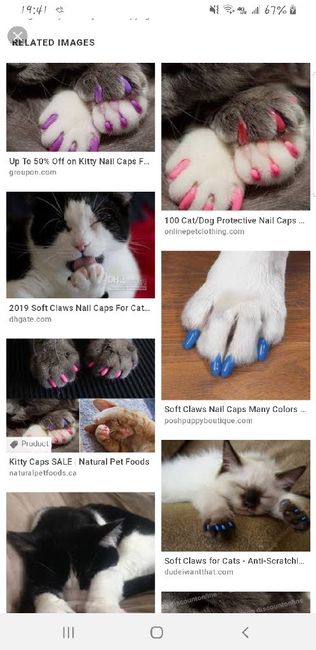 Cats in the house - 1