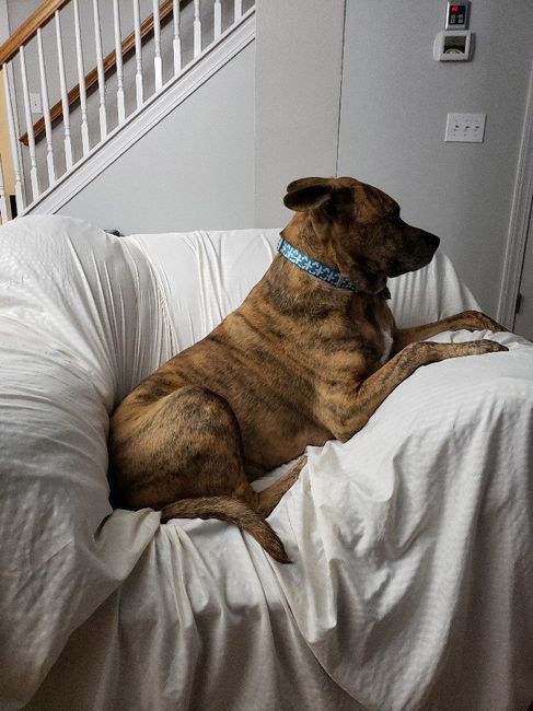 Furbaby Parents, Does Your Pet...? - 2
