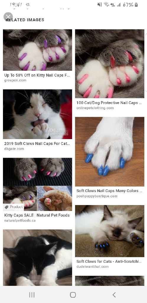 Cats in the house - 1