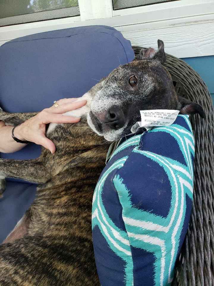 Furbaby Parents, Does Your Pet...? - 1