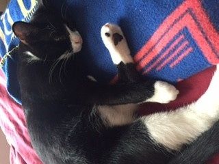 Has anyone made a Fursday thread yet?