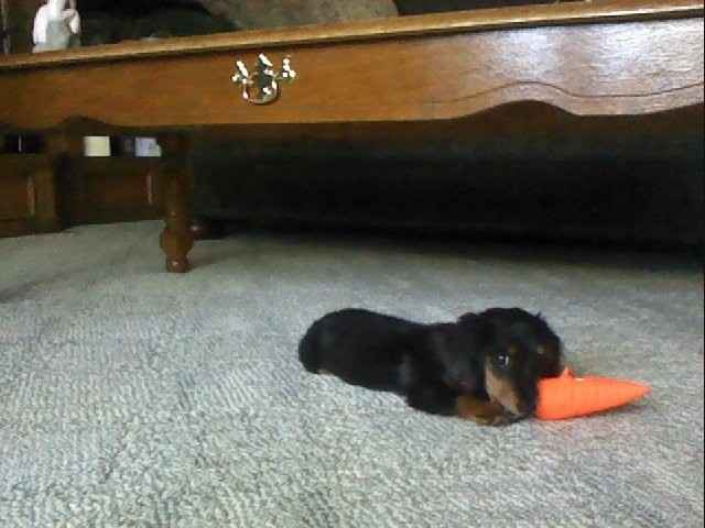 NWR - Spin off of Puppies post...