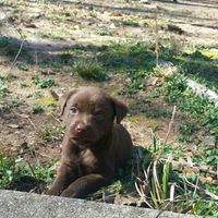 NWR: Show me your pups!