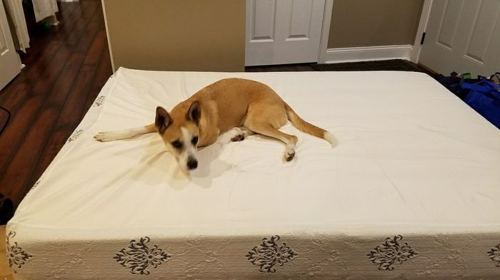 NWR: got a dog!