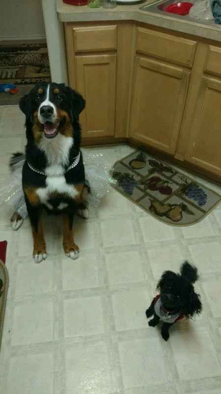 NWR Furbaby 1st bday pics.