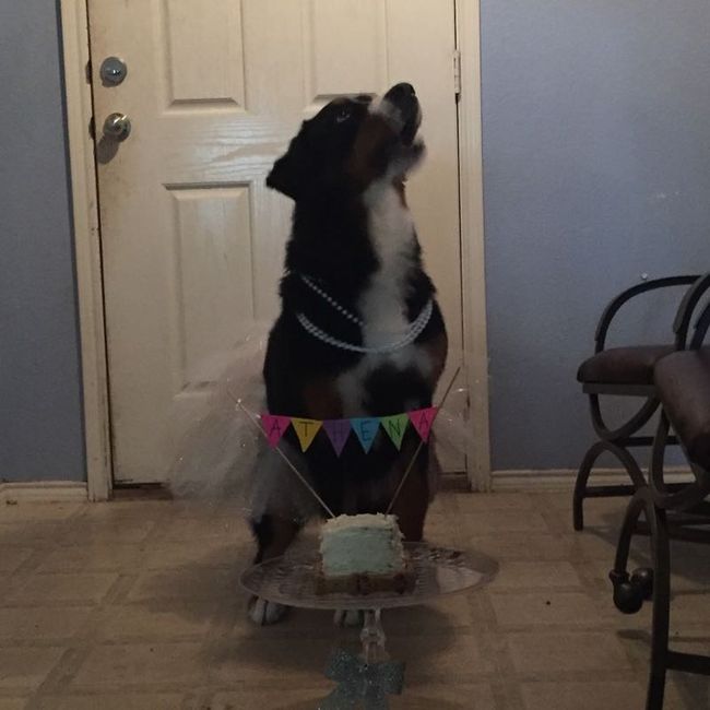NWR Furbaby 1st bday pics.