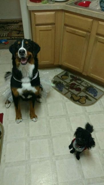 NWR Furbaby 1st bday pics.