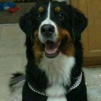 Engagement photo props