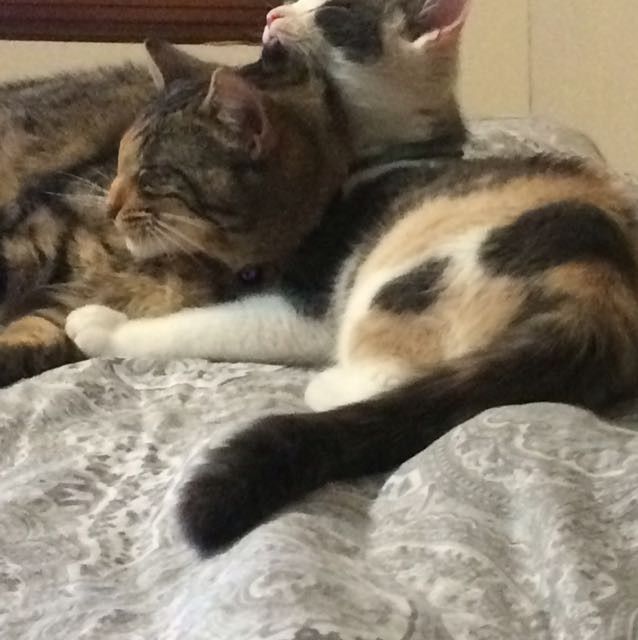 Sick and need cheering up--show me your Fur babies!