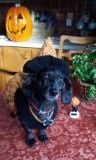 Show me your Furbabies!