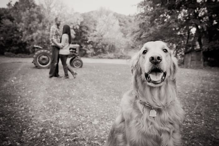 Dogs in engagement/bridal photos