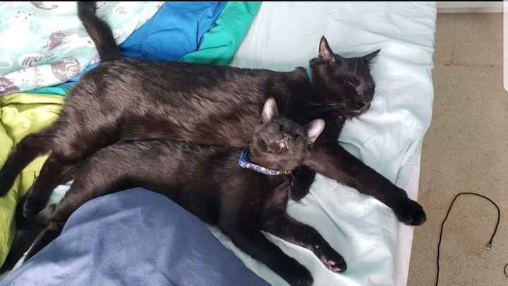 Show me your pup! - 1