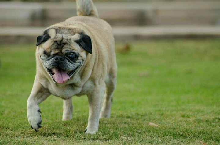 Let me see those fur babies!