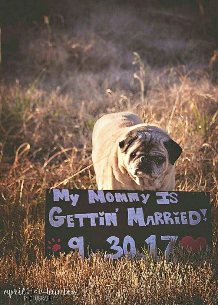My dogs in my engagement pictures
