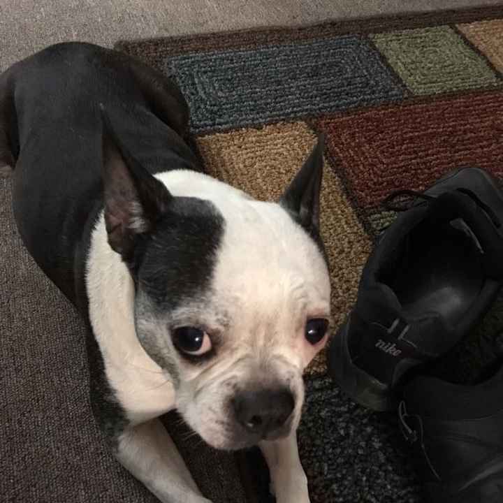 Let me see those fur babies!