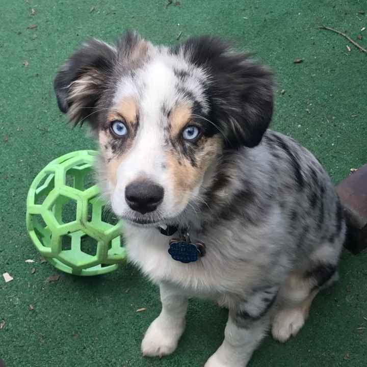 Let me see those fur babies!