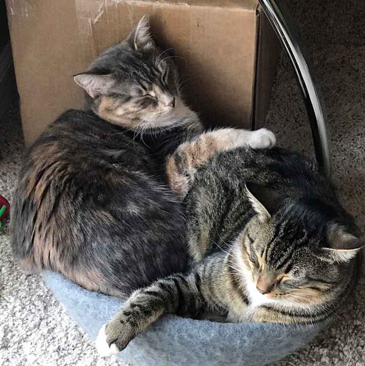 NWR:  Show me your fur babies!