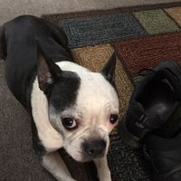 Let me see those fur babies!