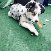 Let me see those fur babies!