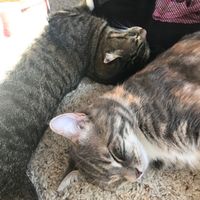 Nwr- show me your fur babies