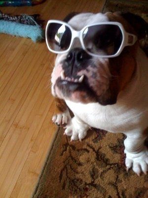 Let's see your pets!