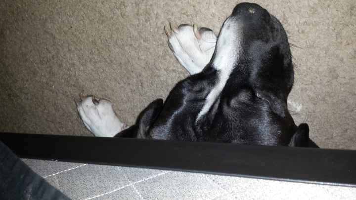 NWR My pitbull is too cute !!!