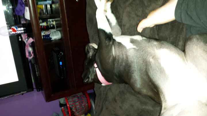 NWR My pitbull is too cute !!!