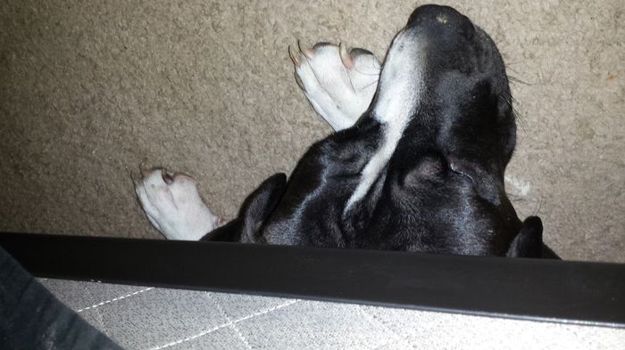 NWR My pitbull is too cute !!!