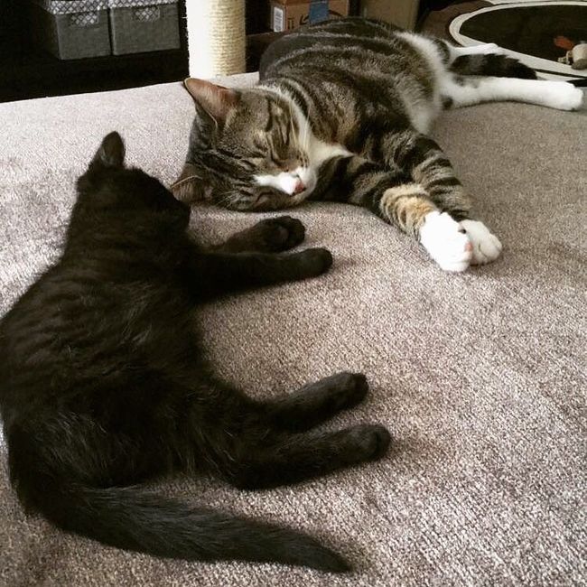 Nwr- show me your fur babies