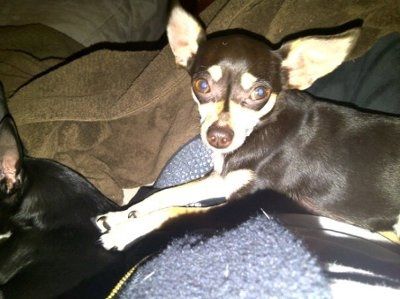 *NWR* Show me your pets/animals! *PICS*