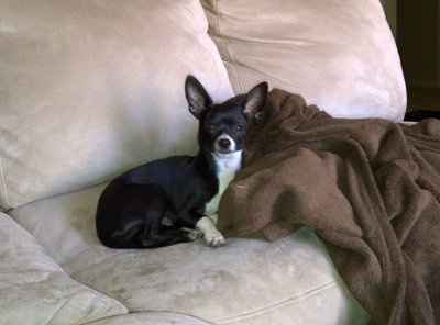 *NWR* Show me your pets/animals! *PICS*