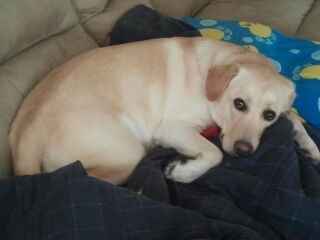 Need cheering up. Show me your puppies!