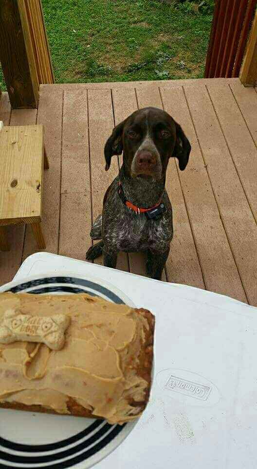 Just ordered my dogs first birthday cake! NWR