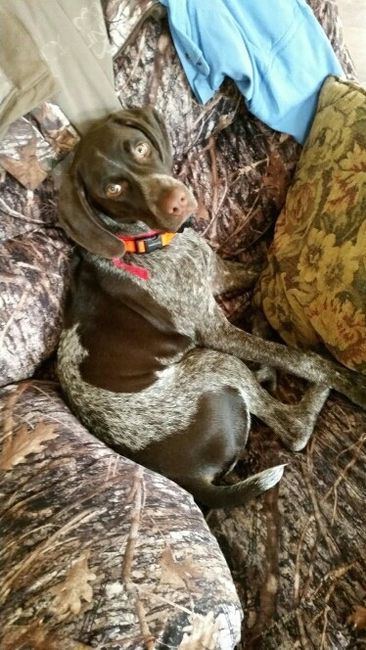 NWR- Does anybody want a dog?